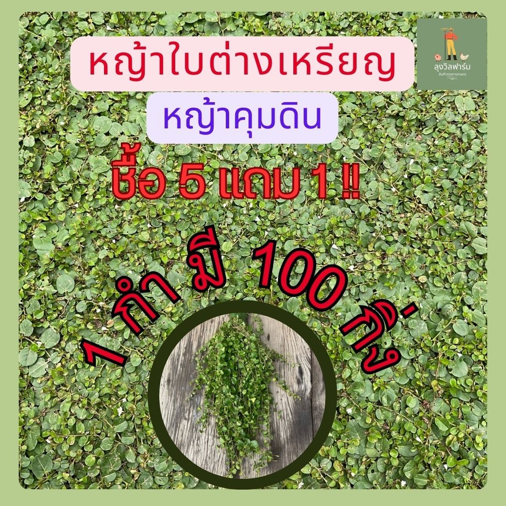 หญ้าใบต่างเหรียญ 100 กิ่ง ต้นพันธุ์ในต่างเหรียญ มีดอกขาวสวย (ซื้อ 5 เเถม 1)