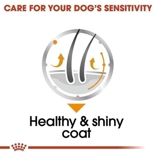 [12 ซอง] Royal Canin Coat Care Pouch Loaf อาหารเปียกสุนัขโตทุกขนาด บำรุงเส้นขน (โลฟ,Wet Dog Food,โรยัล คานิน)