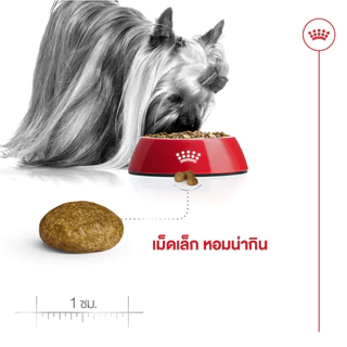 Royal Canin X-Small Adult 3kg อาหารเม็ดสุนัขโต พันธุ์จิ๋ว อายุ 10 เดือน–8 ปี (Dry Dog Food, โรยัล คานิน)