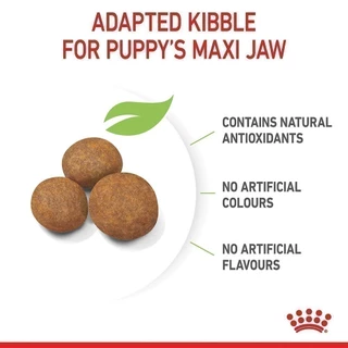 Royal Canin Maxi Puppy 1kg อาหารเม็ดลูกสุนัข พันธุ์ใหญ่ อายุ 2-15 เดือน (Dry Dog Food, โรยัล คานิน)
