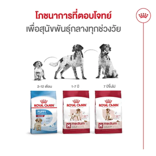 Royal Canin Medium Adult 7+ 10kg อาหารเม็ดสุนัขสูงวัย พันธุ์กลาง อายุ 7 ปีขึ้นไป (Dry Dog Food, โรยัล คานิน)