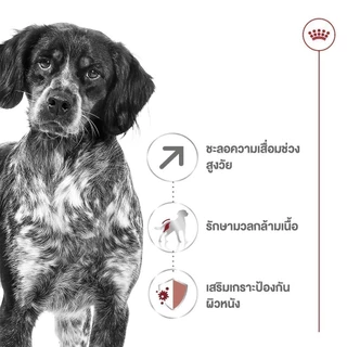 [10 ซอง] Royal Canin Medium Ageing 10+ Pouch Gravy อาหารเปียกสุนัขสูงวัย พันธุ์กลาง อายุ7ปีขึ้นไป (เกรวี่, โรยัล คานิน)