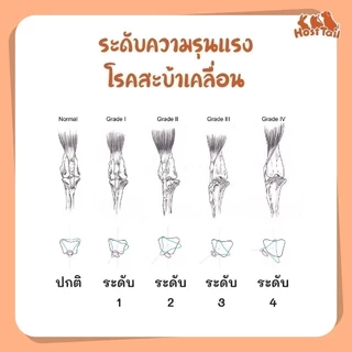 HostTail แผ่นยางกันลื่น EVA พอดีคอก ใช้สีปลอดสารพิษ non-toxic ปลอดภัยต่อสัตว์เลี้ยง