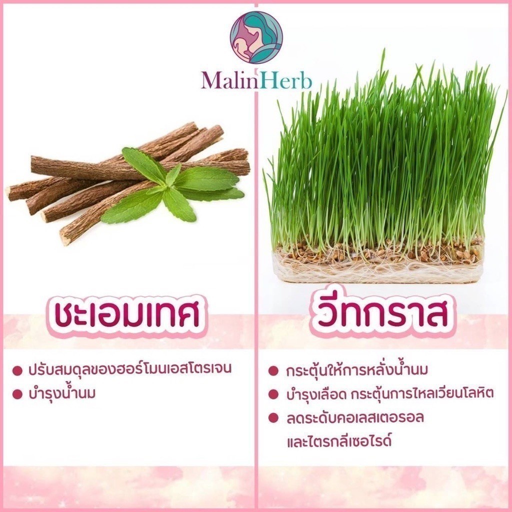 ชาเพิ่มน้ำนมแม่ อุ่นไอรัก ชาหัวปลีกระตุ้นน้ำนม ไม่มีคาเฟอีน ไม่มีน้ำตาล ธรรมชาติ 100% 1กล่องมี15 ซอง Malinherb - รูปที่ 7