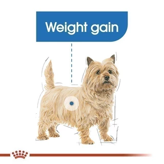[12 ซอง] Royal Canin Light Weight Care Pouch Loaf อาหารเปียกสุนัขโตทุกขนาด ควบคุมน้ำหนัก (โลฟเนื้อละเอียด, โรยัล คานิน)