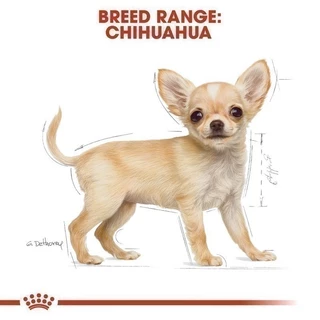 Royal Canin Chihuahua Puppy 500g อาหารเม็ดลูกสุนัข พันธุ์ชิวาวา อายุต่ำกว่า 8 เดือน (Dry Dog Food, โรยัล คานิน)