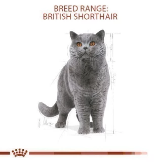 Royal Canin British Shorthair Adult2kg อาหารเม็ดแมวโตพันธุ์บริติช ชอร์ทแฮร์ อายุ12เดือนขึ้นไป(Dry Cat Food, โรยัล คานิน)