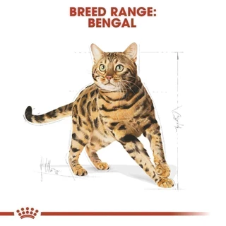 Royal Canin Bengal Adult 2kg อาหารเม็ดแมวโต พันธุ์เบงกอล อายุ 1 ปีขึ้นไป (Dry Cat Food, โรยัล คานิน)