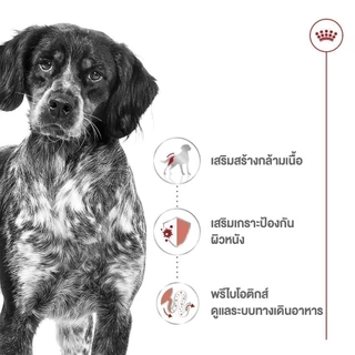 [10 ซอง] Royal Canin Medium Adult Pouch Gravy อาหารเปียกสุนัขโต พันธุ์กลาง อายุ 1 - 7 ปี (Dog Food, โรยัล คานิน)