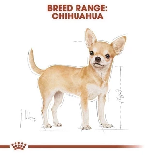 Royal Canin Chihuahua Adult 3kg อาหารเม็ดสุนัขโต พันธุ์ชิวาวา อายุ 8 เดือนขึ้นไป (Dry Dog Food, โรยัล คานิน)