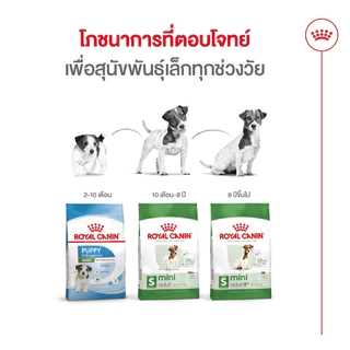 Royal Canin Mini Adult 800g อาหารเม็ดสุนัขโต พันธุ์เล็ก อายุ 10 เดือน–8ปี (Dry Dog Food, โรยัล คานิน)