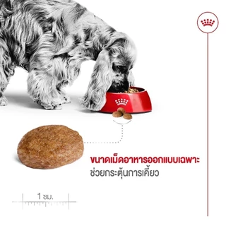 Royal Canin Medium Adult 7+ 4kg อาหารเม็ดสุนัขสูงวัย พันธุ์กลาง อายุ 7 ปีขึ้นไป (Dry Dog Food, โรยัล คานิน)