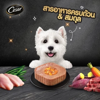CESAR ซีซาร์ คราฟต์ อาหารสุนัขพรีเมียม 85 ก. (28 ถาด) อาหารเปียกสุนัข สำหรับสุนัขโตเต็มวัย