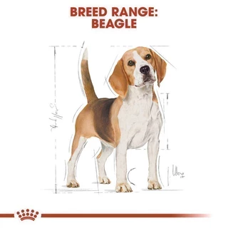 Royal Canin Beagle Adult 3kg อาหารเม็ดสุนัขโต พันธุ์บีเกิ้ล อายุ 12 เดือนขึ้นไป(Dry Dog Food,โรยัล คานิน)