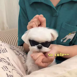 【Hipidog】สัตว ์ เลี ้ ยงตลกแว ่ นตาแว ่ นตากันแดดส ่ วนบุคคลสําหรับสุนัขแมว