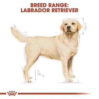 Royal Canin Labrador Retriever Adult 12kg อาหารเม็ดสุนัขโต พันธุ์ลาบราดอร์ รีทรีฟเวอร์ อายุ15เดือนขึ้นไป(โรยัล คานิน)