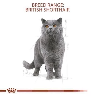 Royal Canin Kitten British Shorthair 400g อาหารเม็ดลูกแมวพันธุ์บริติช ชอร์ทแฮร์ อายุ4-12เดือน(Dry Cat Food, โรยัล คานิน)