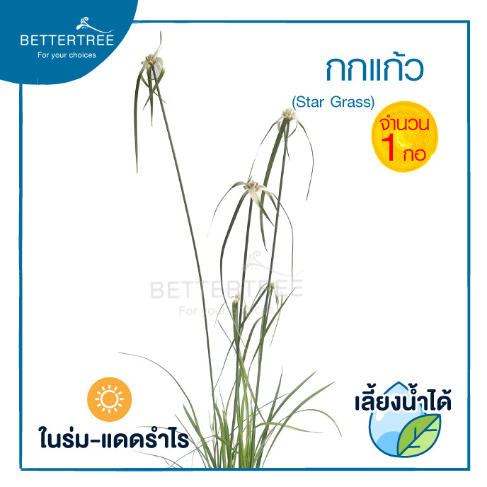 กกแก้ว(จำนวน 1 ต้น) เลี้ยงน้ำได้ ไม้นำไม้บ่อปลา กรองสารพิษในน้ำได้ เพิ่มออซิเจนในน้ำ Star Grass