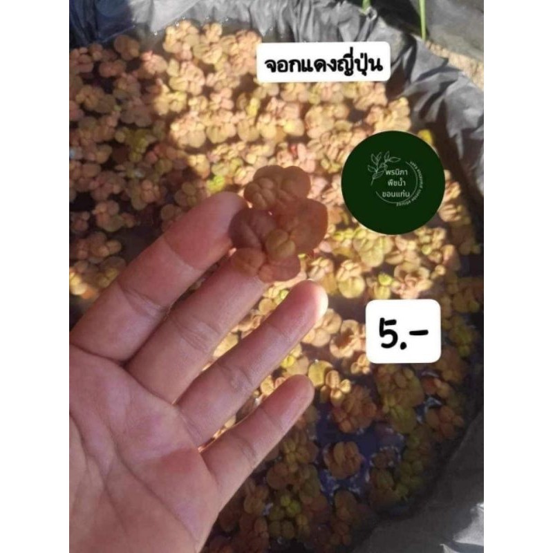 จอกแดงญี่ปุ่นใช้ประดับอ่างปลาตู้ปลาสวยงาม