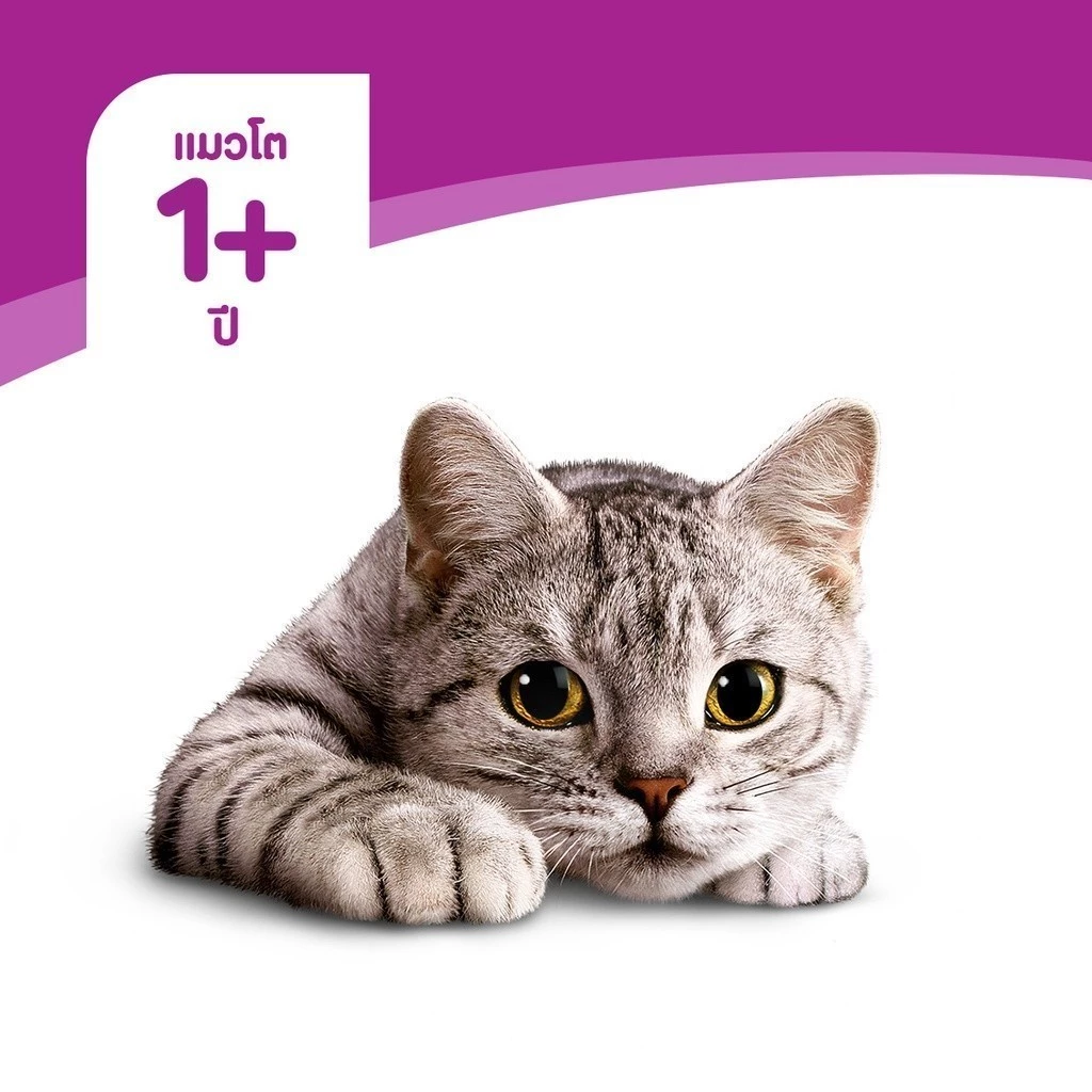 [24 ฟรี 4] WHISKAS วิสกัส อาหารเปียกแมว แมวโต ลูกแมว แมวสูงวัย เลือกรสชาติได้ 80ก. thumbnail 9