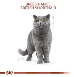 Royal Canin Kitten British Shorthair 2kg อาหารเม็ดลูกแมวพันธุ์บริติช ชอร์ทแฮร์ อายุ4-12เดือน (Dry Cat Food, โรยัล คานิน)