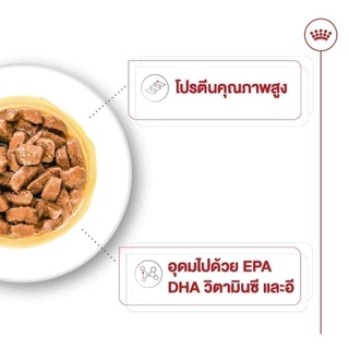 [10 ซอง] Royal Canin Medium Ageing 10+ Pouch Gravy อาหารเปียกสุนัขสูงวัย พันธุ์กลาง อายุ7ปีขึ้นไป (เกรวี่, โรยัล คานิน)