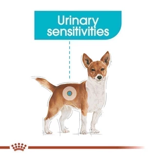 [12 ซอง] Royal Canin Urinary Care Pouch Loaf อาหารเปียกสุนัขโตทุกขนาด ดูแลสุขภาพทางเดินปัสสาวะ Wet Dog Food,โรยัล คานิน