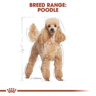 [12 ซอง] Royal Canin Poodle Adult Pouch Loaf อาหารเปียกสุนัขโต พันธุ์พุดเดิ้ล อายุ10เดือนขึ้นไป (โลฟ,โรยัล คานิน)