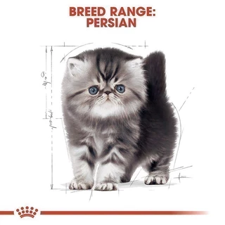 Royal Canin Kitten Persian 4kg อาหารเม็ดลูกแมว พันธุ์เปอร์เซียน อายุ 4-12 เดือน (Dry Cat Food, โรยัล คานิน)