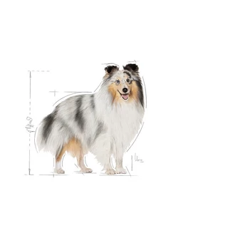 Royal Canin Mini Coat Care 3kg อาหารเม็ดสุนัขโต พันธุ์เล็กดูแลสุขภาพเส้นขน อายุ10เดือนขึ้นไป (Dry Dog Food, โรยัล คานิน)