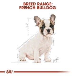 Royal Canin French Bulldog Puppy10kg อาหารเม็ดลูกสุนัข พันธุ์เฟรนช บูลด็อก อายุต่ำกว่า12เดือน(Dry Dog Food, โรยัล คานิน)
