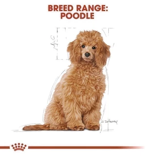 Royal Canin Poodle Puppy 1.5kg อาหารเม็ดลูกสุนัข พันธุ์พุดเดิ้ล อายุต่ำกว่า 10 เดือน (Dry Dog Food, โรยัล คานิน)