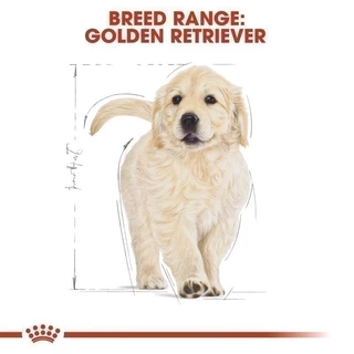 Royal Canin Golden Retriever Puppy 3kg อาหารเม็ดลูกสุนัข พันธุ์โกลเด้นรีทรีฟเวอร์ อายุต่ำกว่า15เดือน
