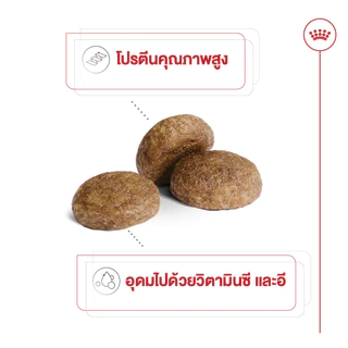 Royal Canin Medium Adult 7+ 10kg อาหารเม็ดสุนัขสูงวัย พันธุ์กลาง อายุ 7 ปีขึ้นไป (Dry Dog Food, โรยัล คานิน)