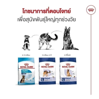 Royal Canin Maxi Adult 5+ 15kg อาหารเม็ดสุนัขสูงวัย พันธุ์ใหญ่ อายุ 5 ปีขึ้นไป (Dry Dog Food, โรยัล คานิน)