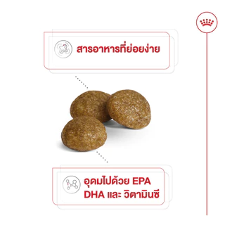 Royal Canin X-Small Adult 3kg อาหารเม็ดสุนัขโต พันธุ์จิ๋ว อายุ 10 เดือน–8 ปี (Dry Dog Food, โรยัล คานิน)