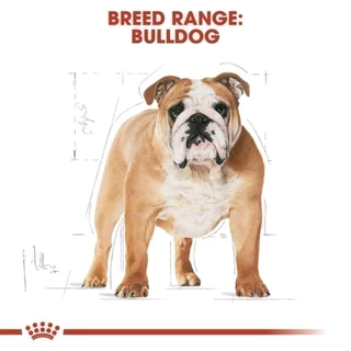 Royal Canin Bulldog Adult 12kg อาหารเม็ดสุนัขโต พันธุ์บูลด็อก อายุ 12 เดือนขึ้นไป (Dry Dog Food, โรยัล คานิน)