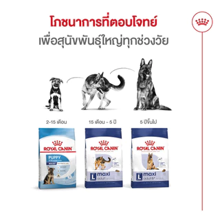 Royal Canin Maxi Adult 10kg อาหารเม็ดสุนัขโต พันธุ์ใหญ่ อายุ 15 เดือนขึ้นไป (Dry Dog Food, โรยัล คานิน)