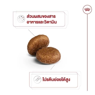 Royal Canin Maxi Adult 5+ 15kg อาหารเม็ดสุนัขสูงวัย พันธุ์ใหญ่ อายุ 5 ปีขึ้นไป (Dry Dog Food, โรยัล คานิน)