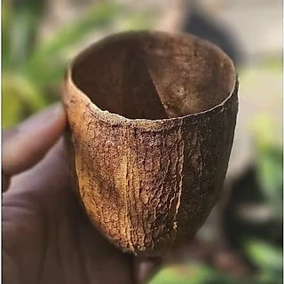 ถ้วยเปลือกโกโก้แห้ง dry cacao pod