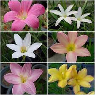 บัวดินคละสี1ชุด15หัวพันธุ์ ดอกออกมาสวยจะมีลวดลายหลากสี