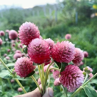 เมล็ดดอกบานไม่รู้โรย 300 เมล็ด เลือกสีได้ ดอกสวย งอกง่าย โตไว