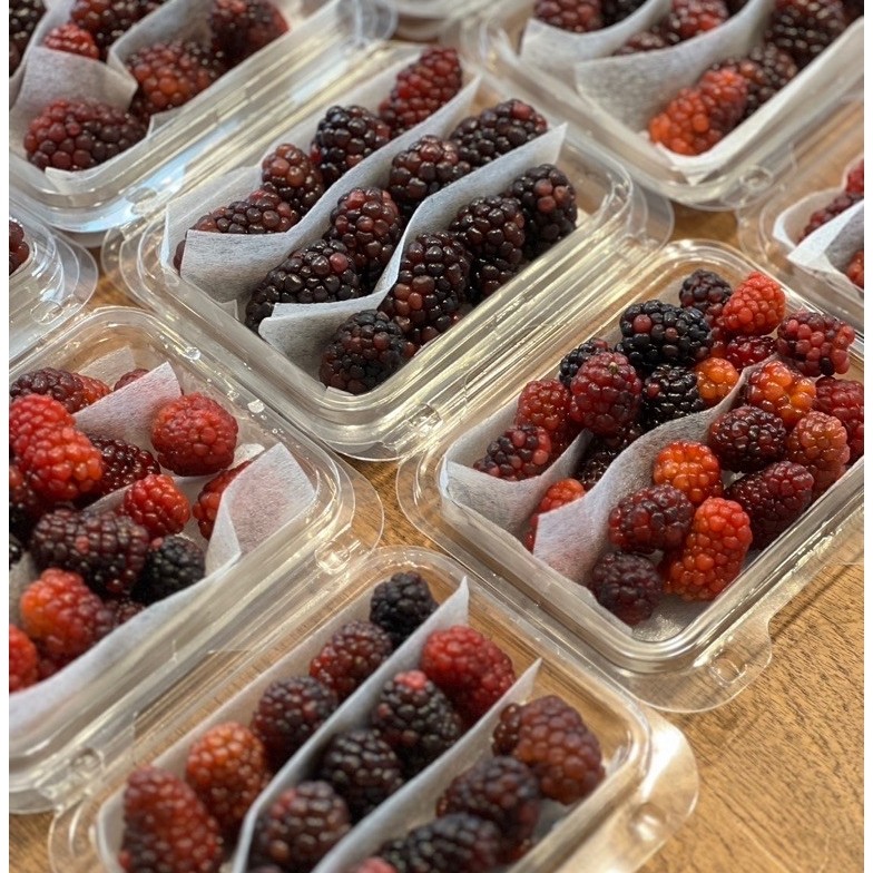 แบล็กเบอร์รี่สด Black Berry อินทรีย์ ปลูกในไทย