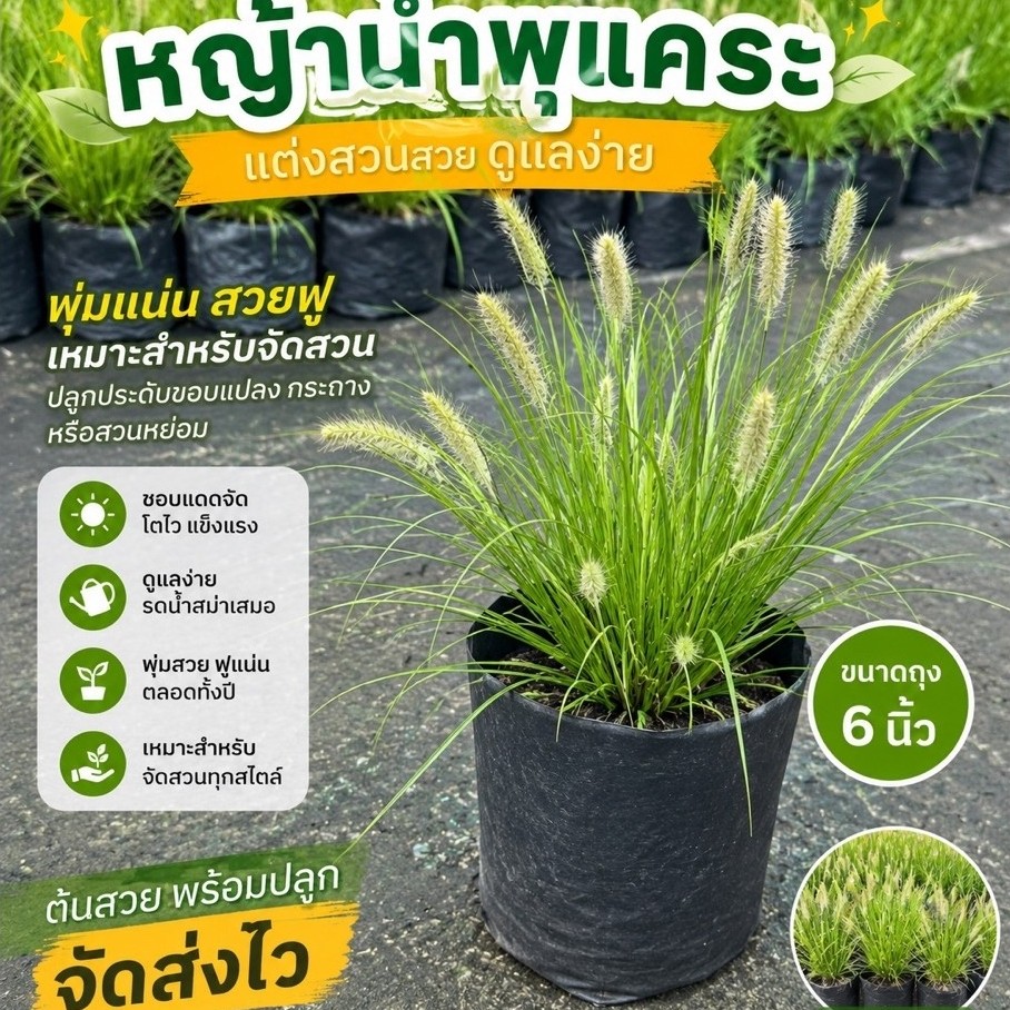 TLPหญ้าน้ำพุแคระ​ หญ้าประดับต้นน่ารัก​