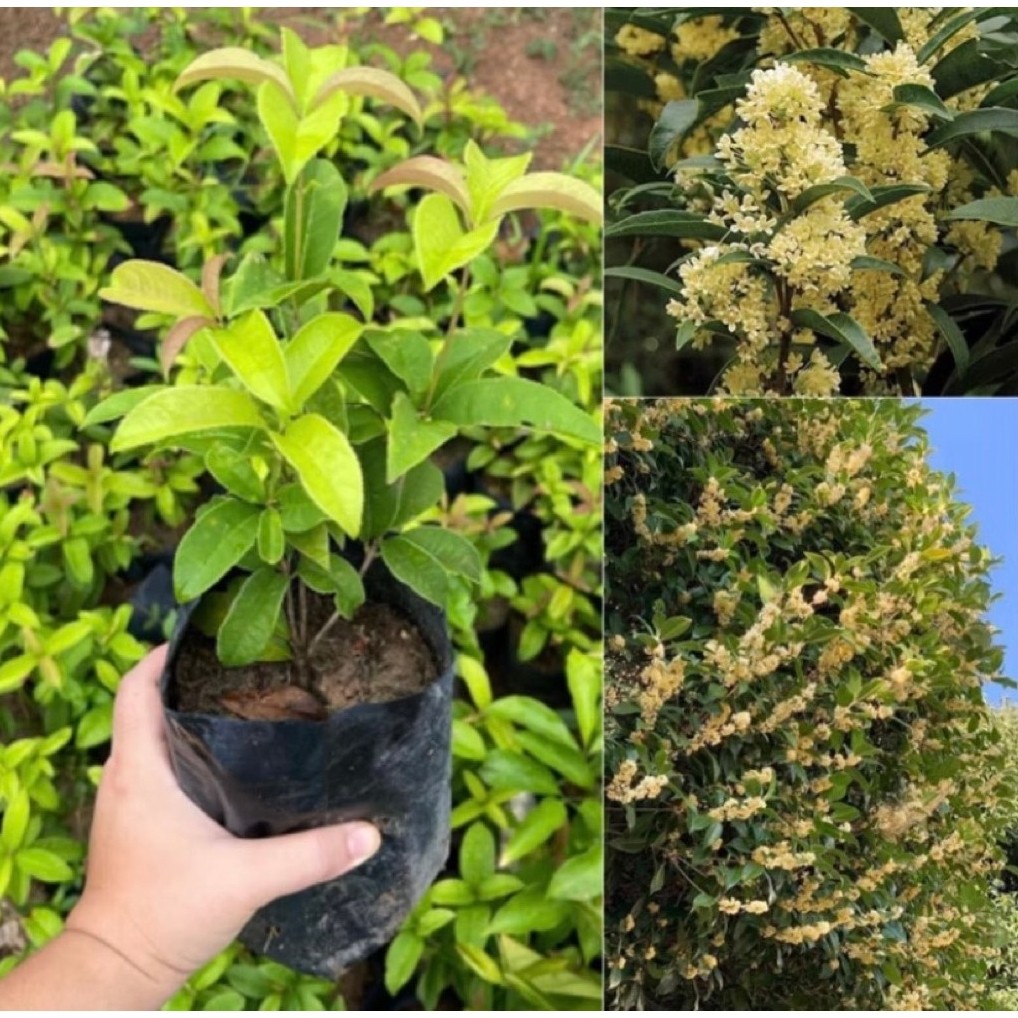 ต้นหอมหมื่นลี้ ขนาดพร้อมปลูก 20-40 เซน มีจำนวนจำกัด