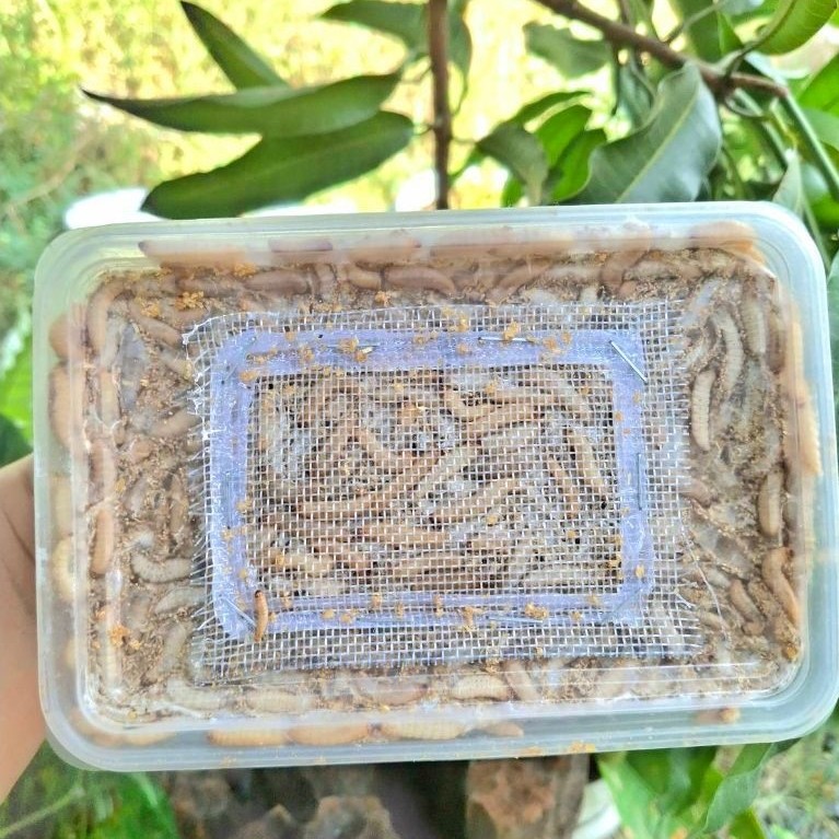 ขนมแว๊กเสริมโปรตีนอย่างดี