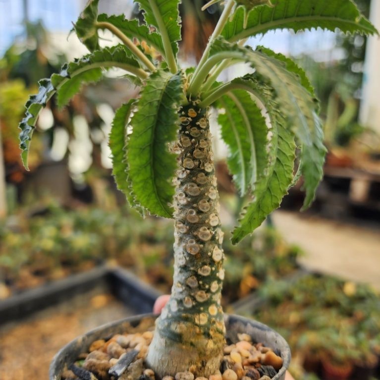 กระบองเพชร แคคตัส Dorstenia Foetida มะพร้าวทะเลทราย