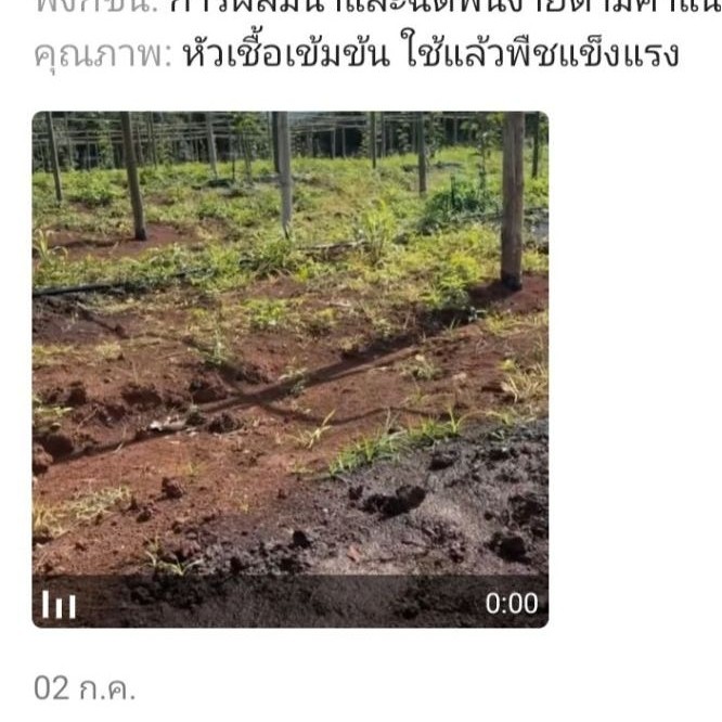 ไตรโคเดอร์มา เชื้อสด ชนิดน้ำ ขนาด 5 ลิตร ควบคุมโรค เชื้อรา ราก โคนเน่า ใบหงิก แคงเกอร ใบจุด ชีวภาพ ไม้ด่าง Trichoderma รูปที่ 4
