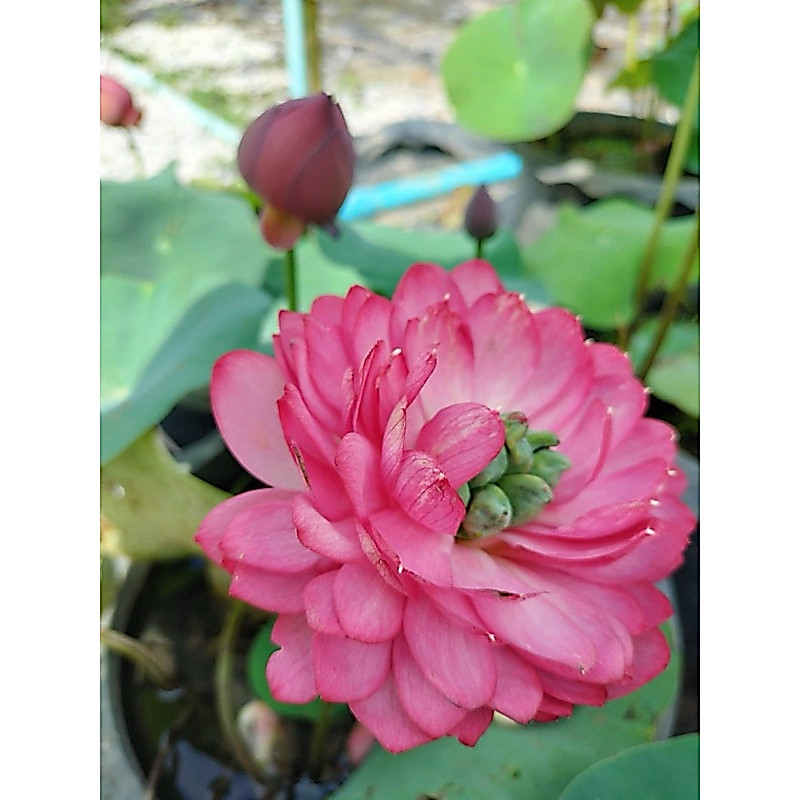 บัวหลวงสายพันธุ์เอื้องฟ้า