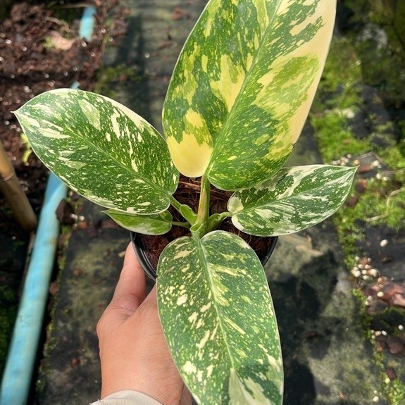ฟิโลกรีนคองโก หรือ Philodendron Green Congo Hybrid
